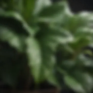 Close-Up of Indoor Plant Leaves A close-up view showcasing the lush green leaves of a popular indoor plant.