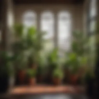 Indoor Plant Collection in Stylish Arrangement A vibrant collection of common indoor plants arranged elegantly in a stylish living space.