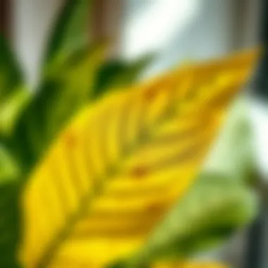 Close-up of a popular indoor plant, highlighting its unique leaf patterns and textures