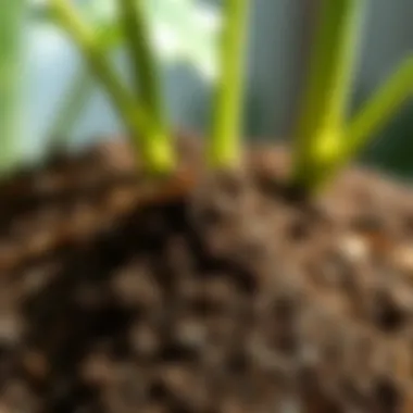 A close-up of soil texture ideal for plant growth