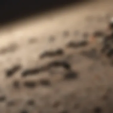 Close-up of black ants on a surface