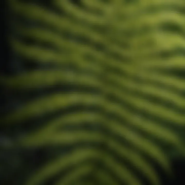 Close-up of a vibrant fern illustrating its unique leaf structure