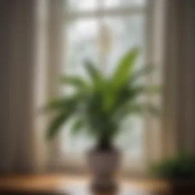 A flourishing Peace Lily plant on a windowsill