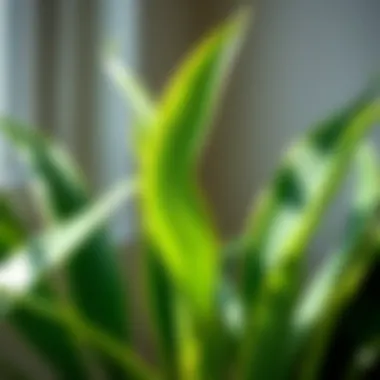 Close-up of a snake plant thriving in low light