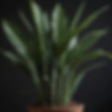 Close-up of a thriving snake plant, ideal for low light conditions.