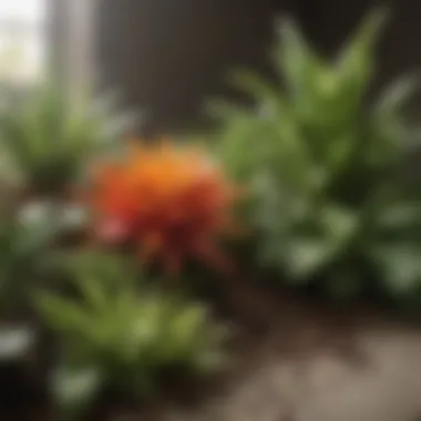 Nutrient-Rich Planting Medium for Indoor Plants Close-up of a rich planting mix for indoor gardening
