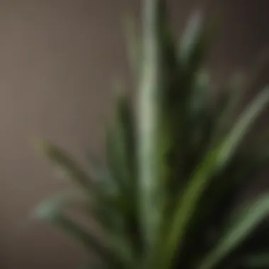 Close-up of a snake plant thriving in minimal light conditions